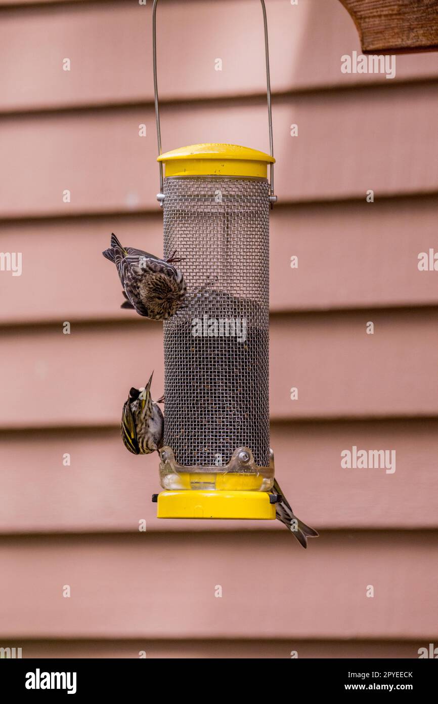 Im Sunriver Nature Center in Sunriver in der Nähe von Bend, Oregon, fressen Pinien (Spinus pinus) Vogelfutter. Stockfoto