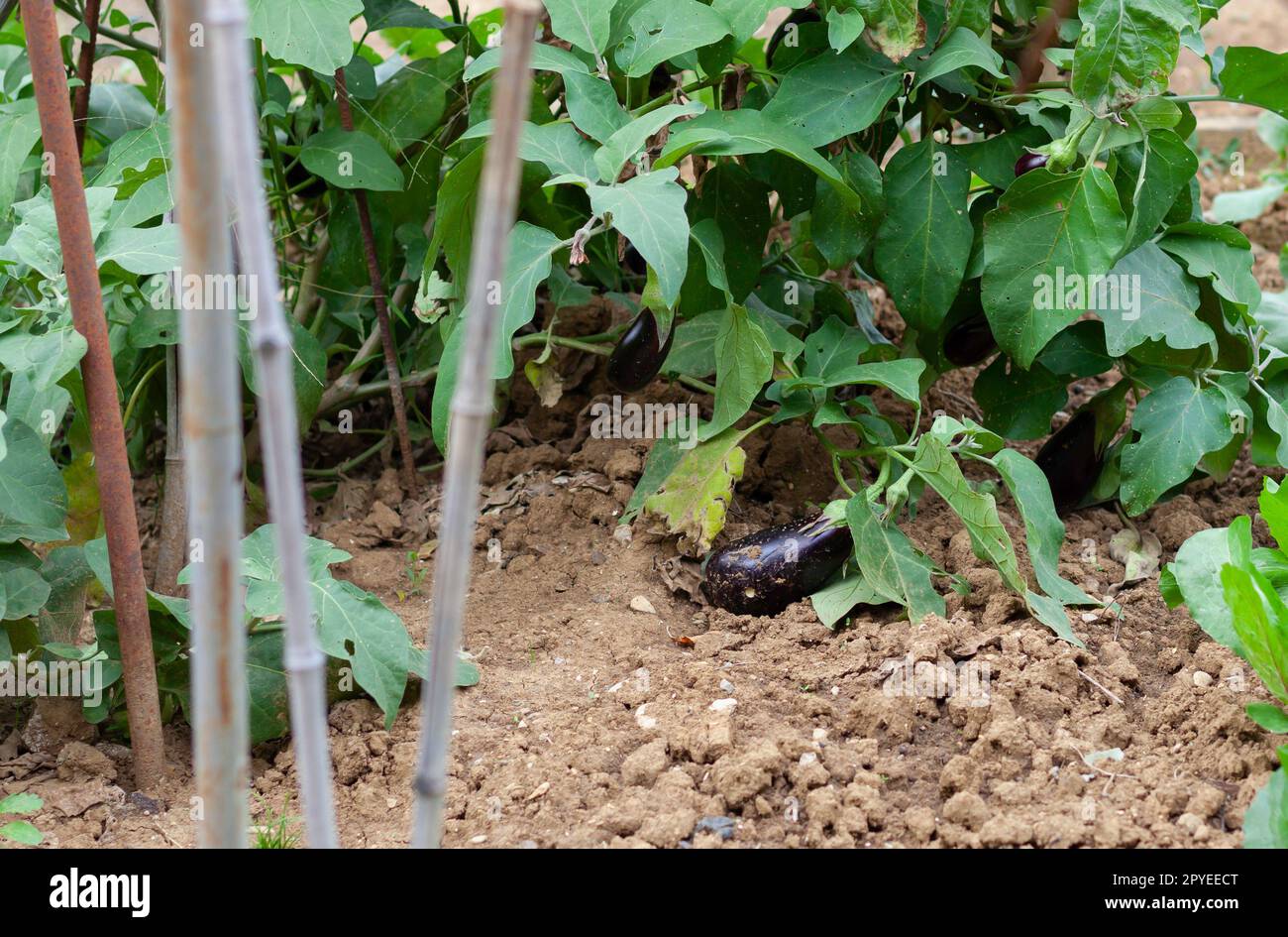 Biologischer Anbau von Auberginen Stockfoto