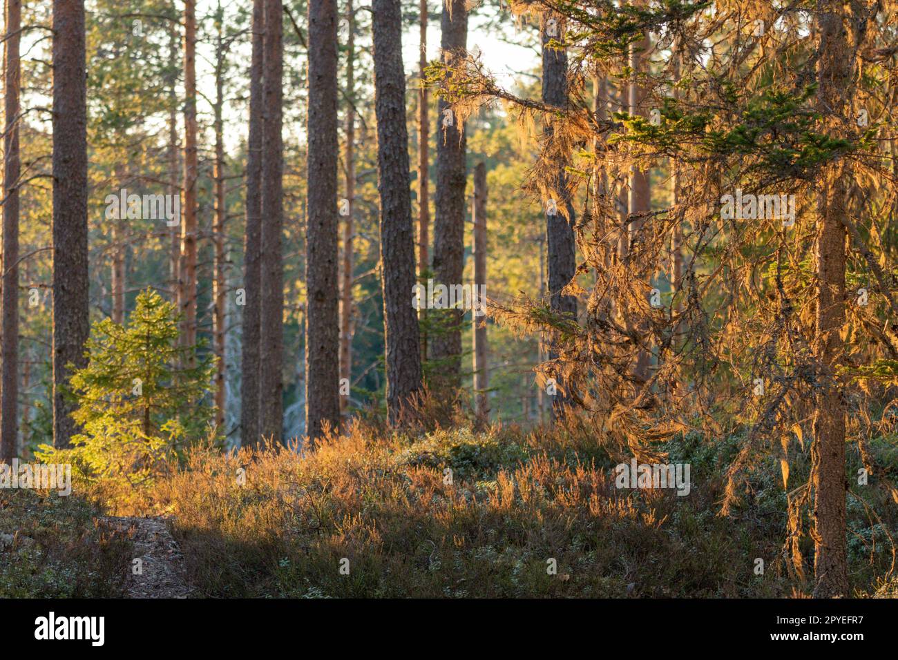 Waldszene im Frühling Stockfoto