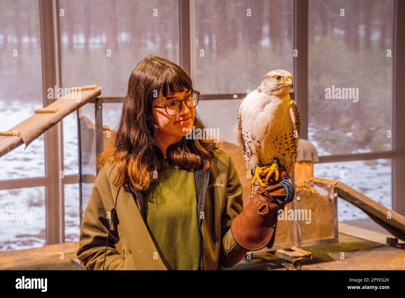 Ein Tierkurator, der im High Desert Museum in der Nähe von Bend, Oregon, USA, ein Bildungsprogramm mit einem Gyrfalken veranstaltet. Stockfoto