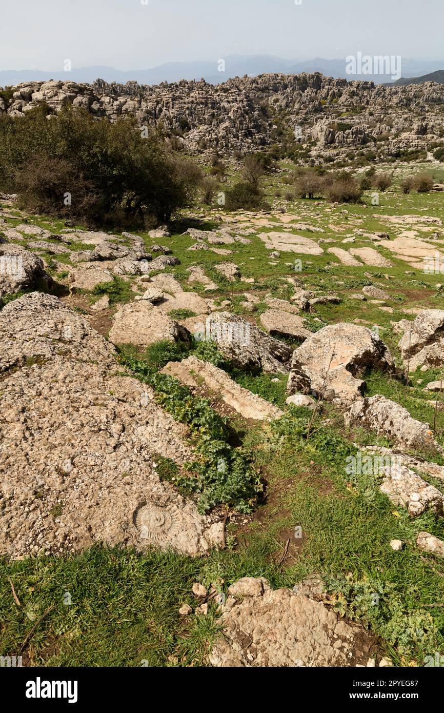 El Torcal de Antequera. Bonitos paisajes Karsticos, con muchas huellas de Amonites. Stockfoto