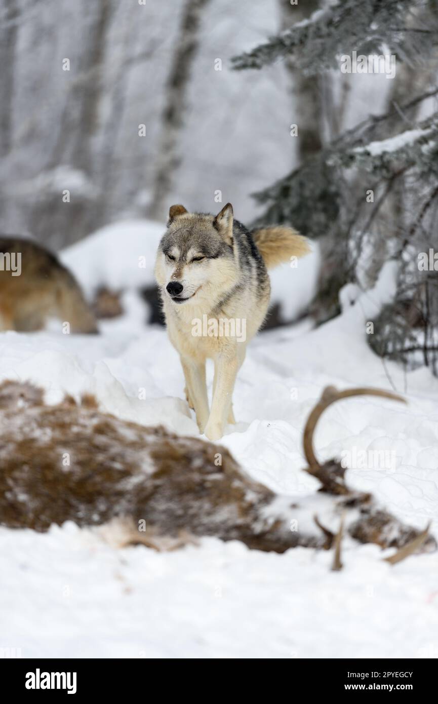 Wolf (Canis Lupus) geht zurück zum Körper der Hirschaugen geschlossene Ohren im Winter – ein in Gefangenschaft gehaltenes Tier Stockfoto