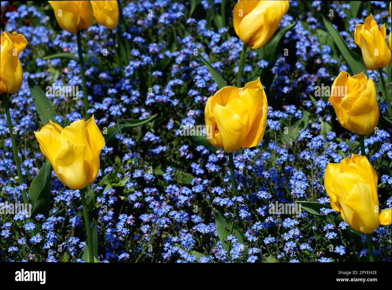 Goldene gelbe Tulpen mit einem natürlichen Hintergrund aus kleinen blauen Blumen Stockfoto