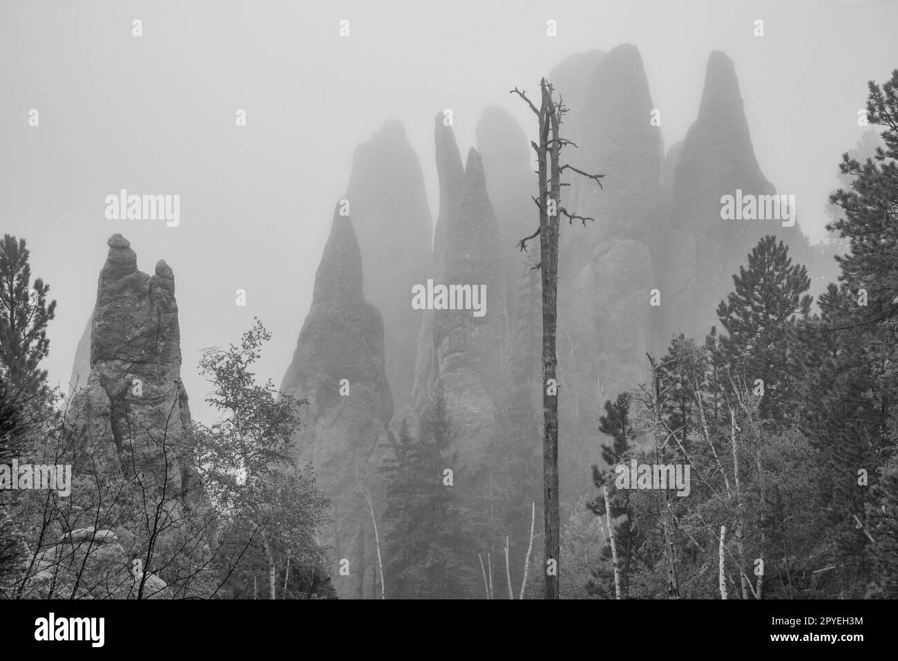 USA, Great Plains, South Dakota, Black Hills, Custer State Park, Die Nadeln, Stockfoto