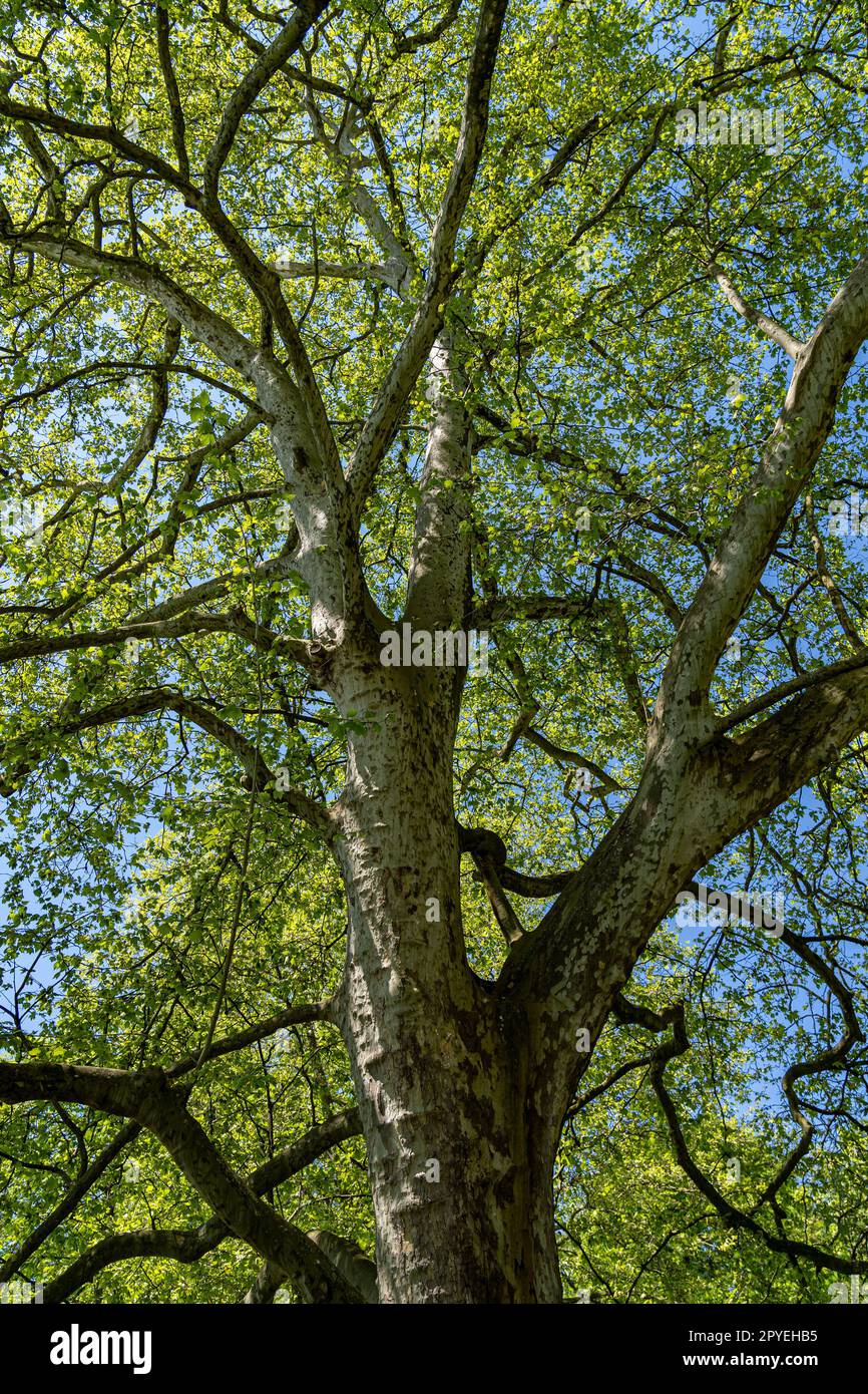 Große und hohe Krone des grünen Baumes Stockfoto