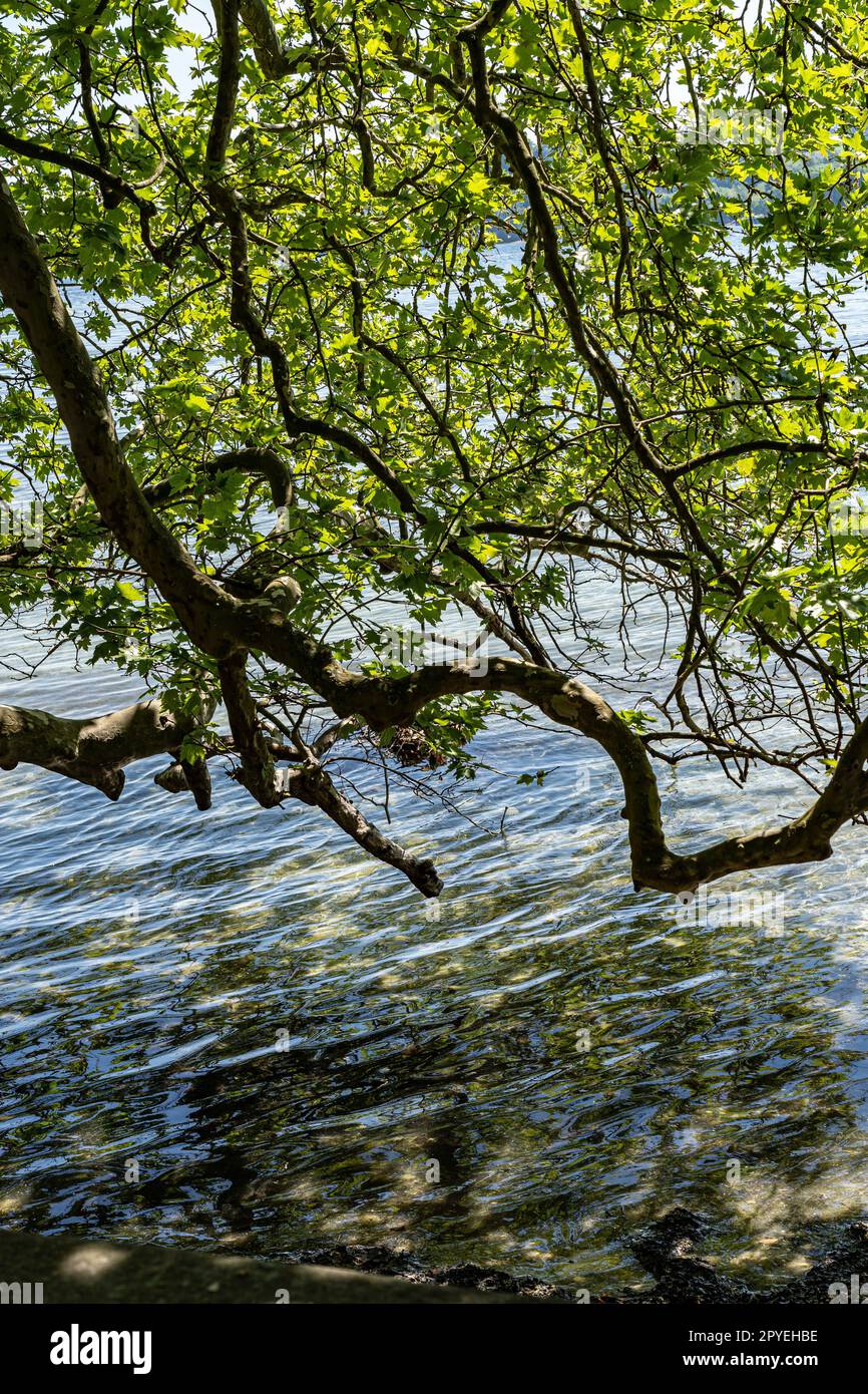 Frisches, klares und sauberes Wasser des Bodensees Stockfoto