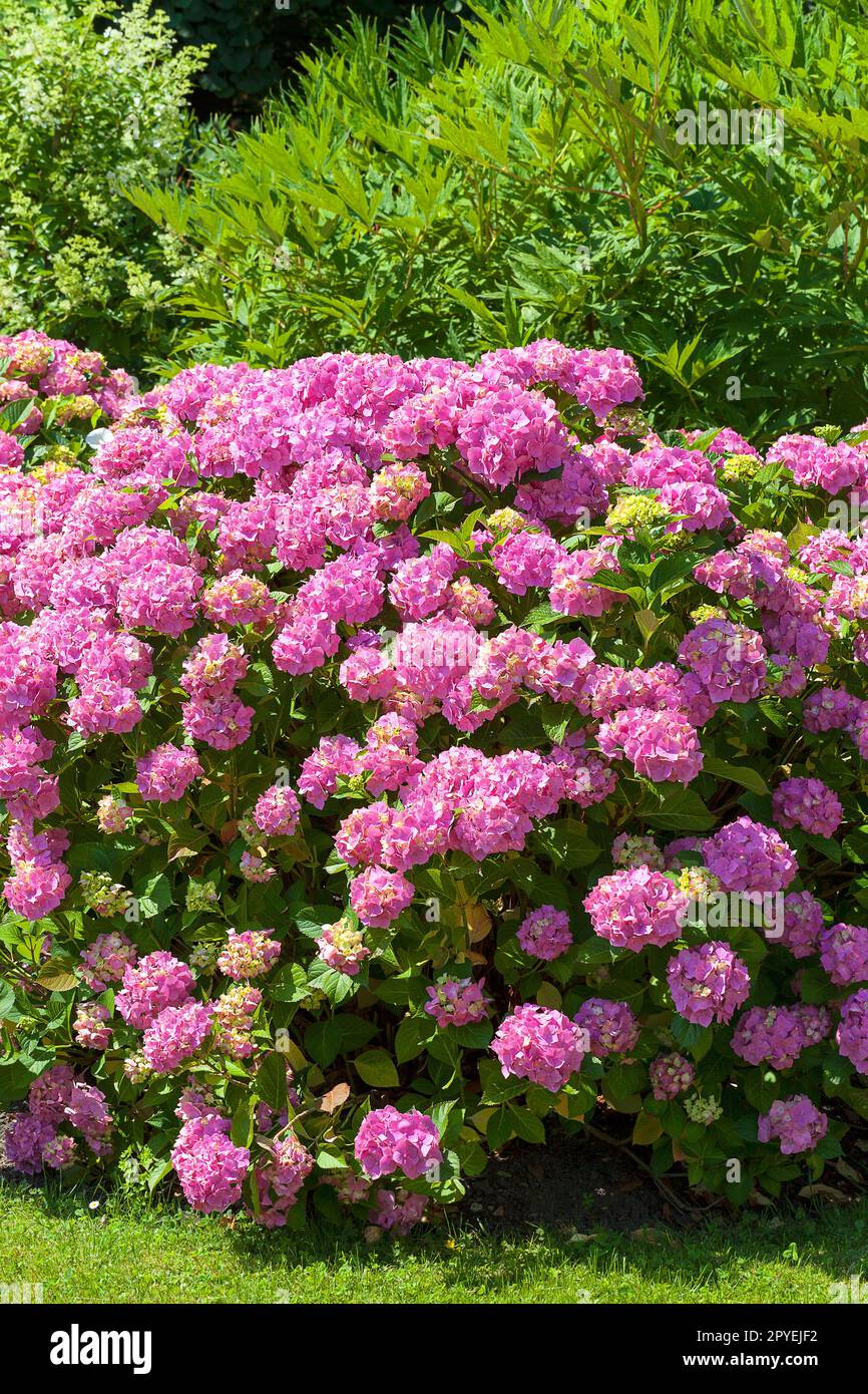 Im Garten blühende Blaumeise Hydrangea im Busch der rosa Blume Stockfoto