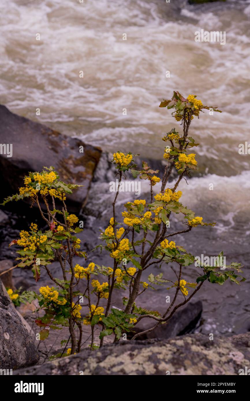 Eine aus Oregon stammende Traube oder Holly-Leaf-Barberry (Mahonia aquifolium) ist eine blühende Pflanze der Familie Berberidaceae, die im Westen von North Ame heimisch ist Stockfoto