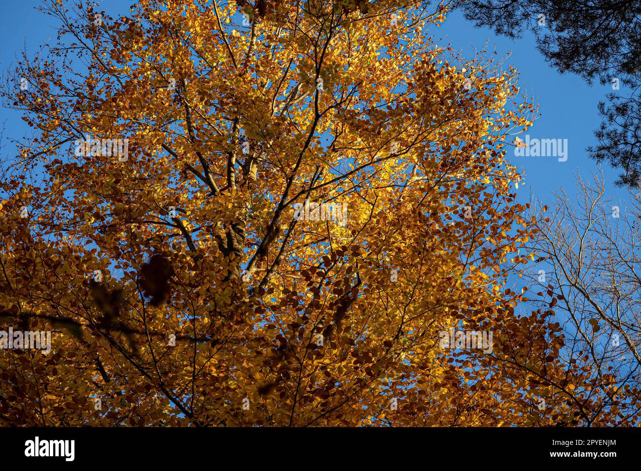 Der farbenfrohe Herbstwald mit goldgelben Blättern Stockfoto
