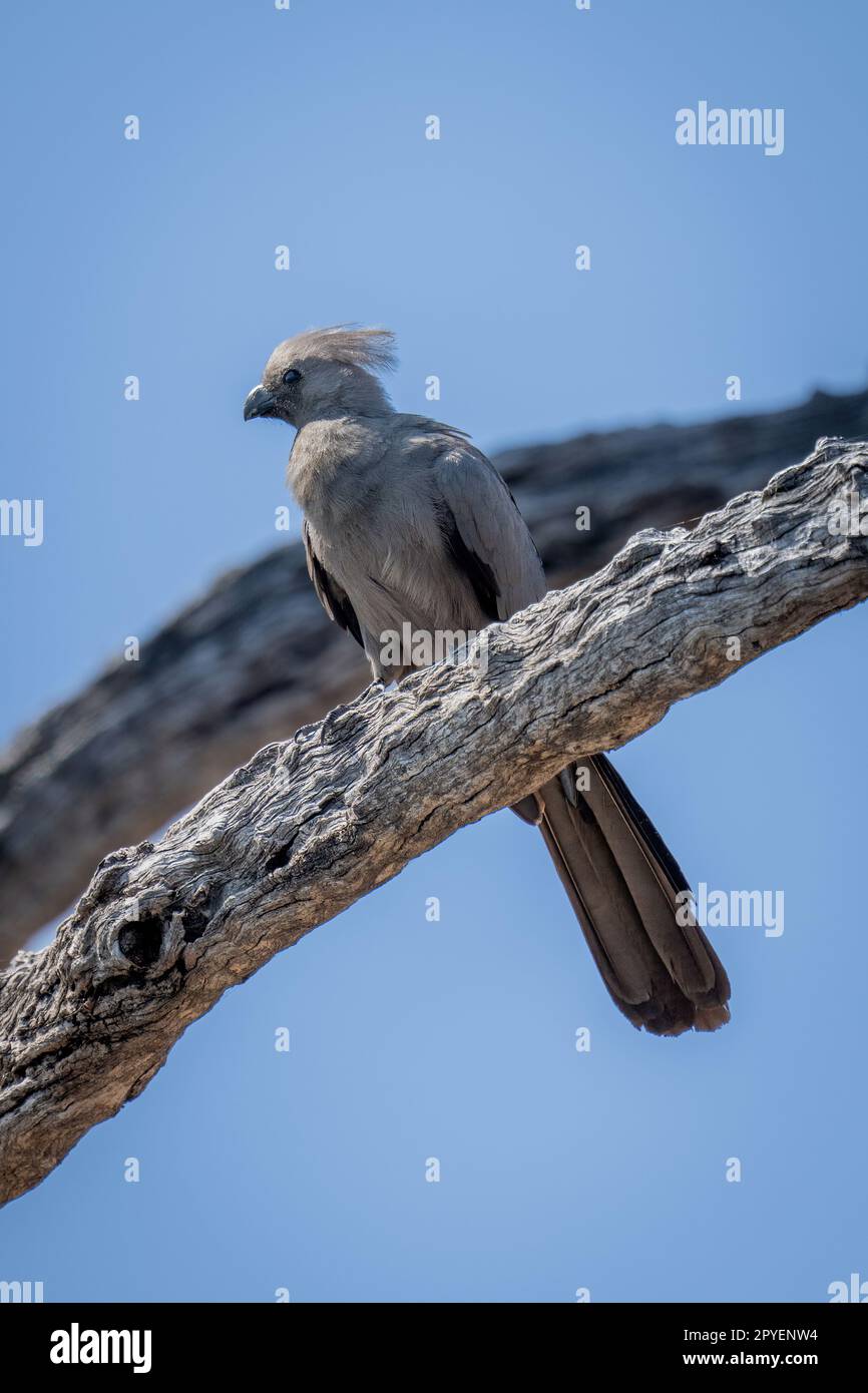 Grauer Vogel auf totem Ast in der Sonne Stockfoto