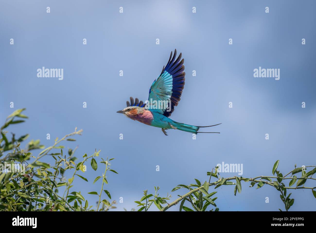 Die lilafarbene Walze fliegt im Sonnenschein über den Baum Stockfoto