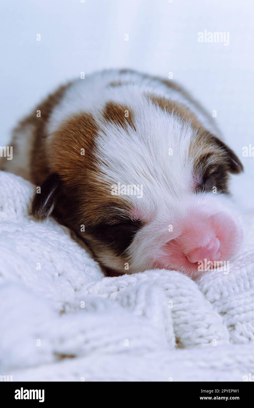 Senkrechter, niedlicher, schläfriger, dreifarbiger welsh Corgi Welpe Hund, der auf einer weißen, weichen Decke liegt. Träumen Sie süß und entspannen Sie sich Stockfoto
