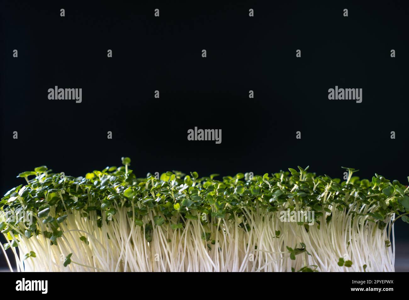 Mikrogrün-Anbau im Haushalt. Mikrogrüne Sprossen an der schwarzen Wand. Freier Platz für Text. Wachsende Stängel mit grünen Blättern. Stockfoto