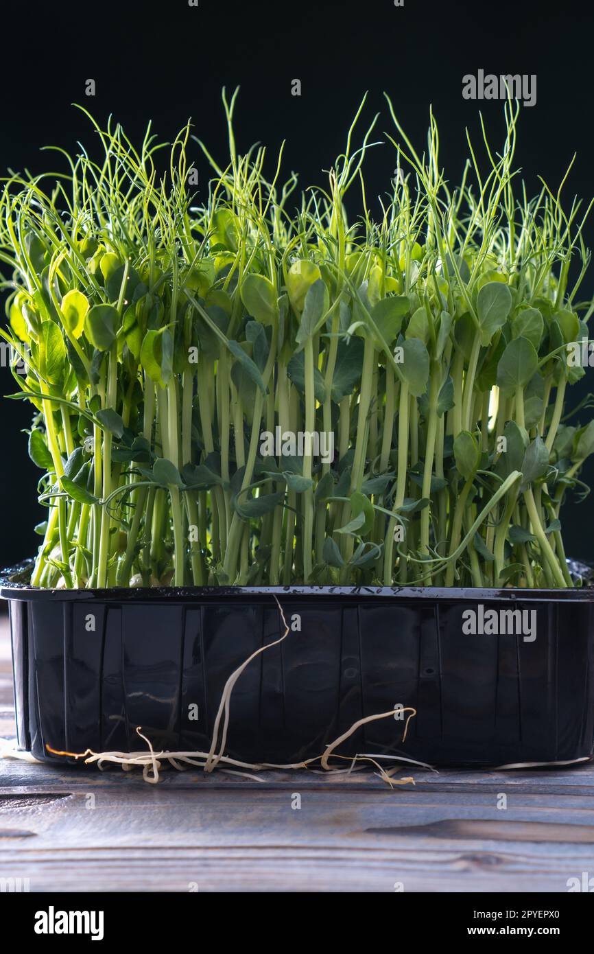 Mikrogrün-Anbau im Haushalt. Schwarzer Behälter mit frischen dichten mikrogrünen Sprossen. Wachsende Stängel mit grünen Blättern. Stockfoto