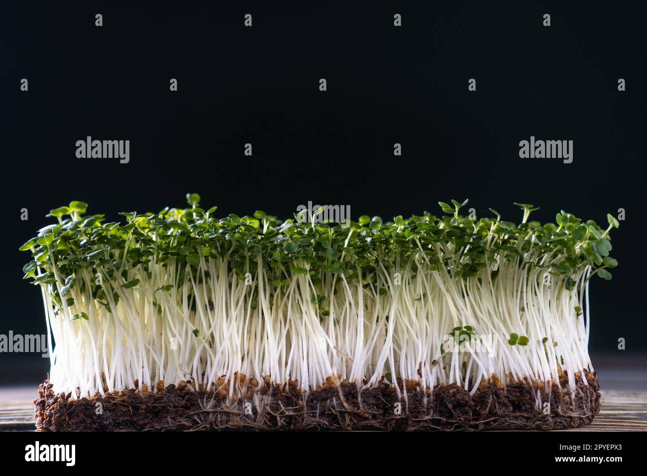 Mikrogrün-Anbau im Haushalt. Ein Behälter mit mikrogrünen Sprossen an der schwarzen Wand. Wachsende Stängel mit grünen Blättern. Stockfoto