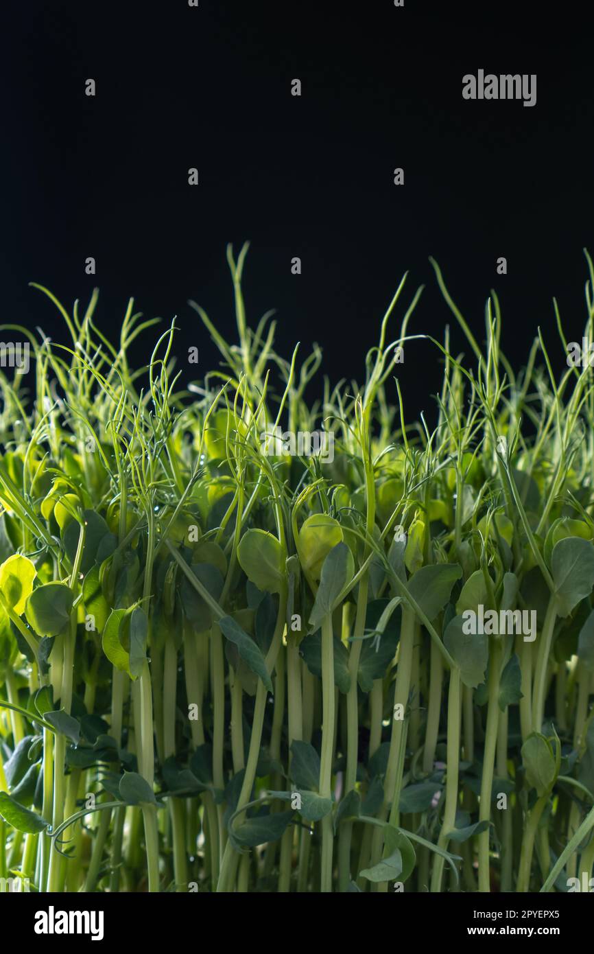 Mikrogrün-Anbau im Haushalt. Frische, dichte mikrogrüne Sprossen auf schwarzer Wandnaht. Wachsende Stängel mit grünen Blättern. Stockfoto