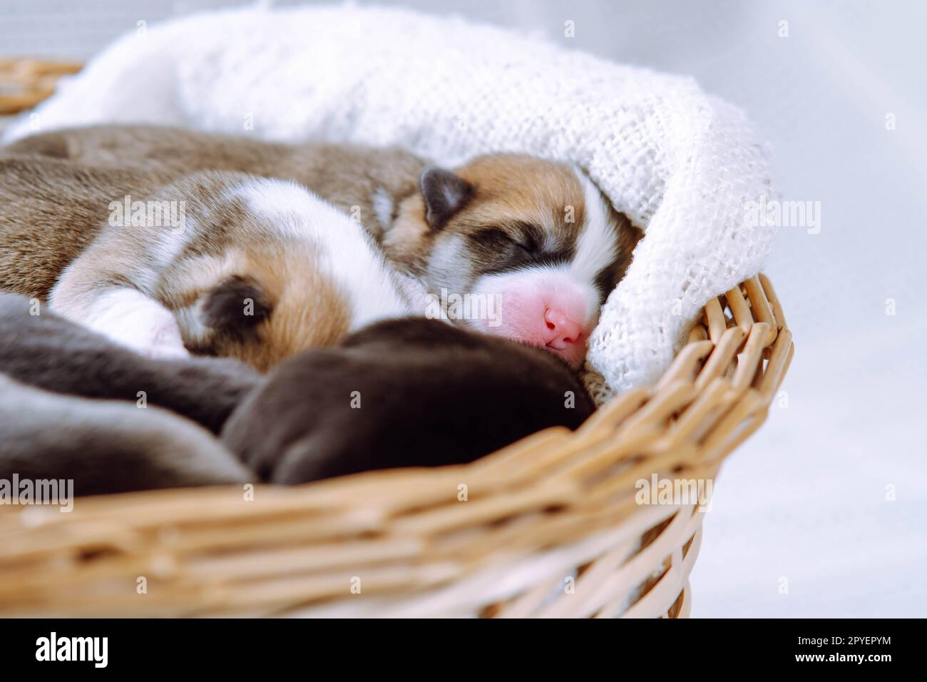 Pelzige, schläfrige, dreifarbige welsch-Corgi-Welpen liegen in einer Decke aus Korb aus Weidenkorb auf weißem Hintergrund. Tierärztliche Gesundheitskontrolle Stockfoto