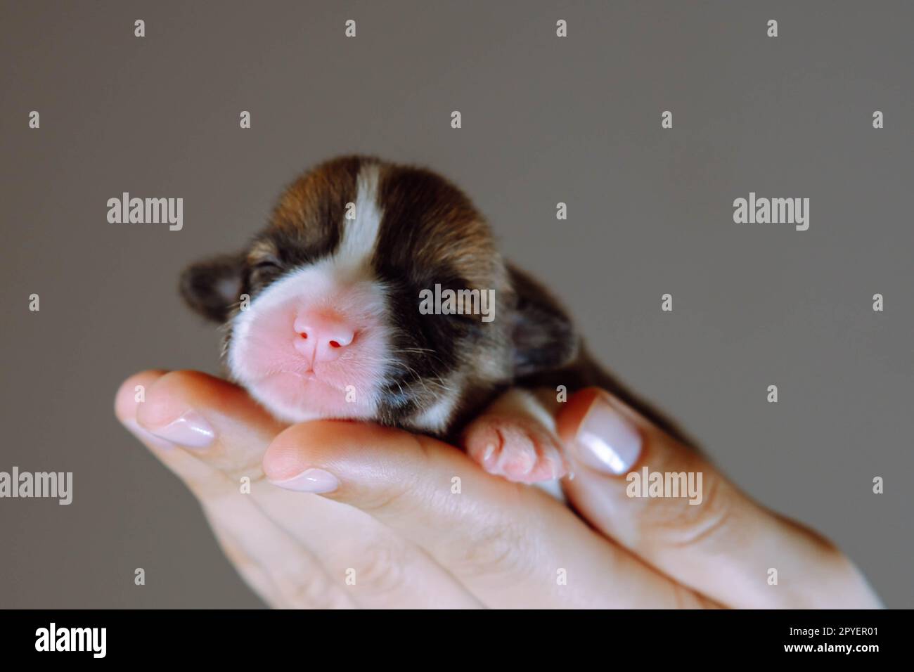 Die Hand einer unbekannten Frau trägt ein kleines Hündchen mit einem Corgi-Hund mit engen Augen in der Nähe der Kamera auf grauem Hintergrund. Neugeborenes Tier Stockfoto