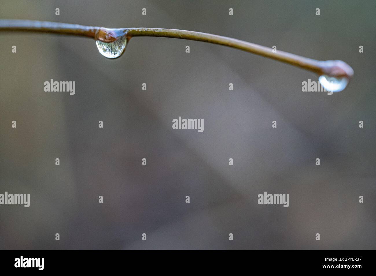 Kleiner Zweig mit Wassertropfen und verschwommenem Hintergrund Stockfoto