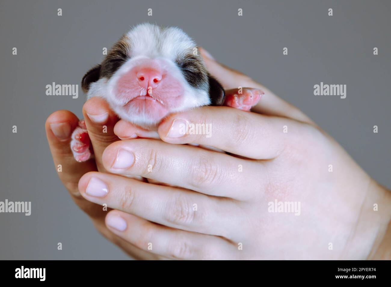 Nahaufnahme Welsh Corgi Hundewelpe, der in einem unerkennbaren Menschen schläft, Tiermuschel in einem grauen Studio zeigen. Blindes 2-Tage-Tier Stockfoto