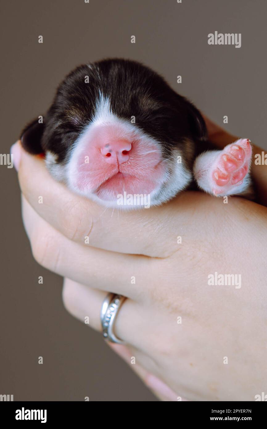 Nicht erkennbare menschliche Hand mit Ring halte vorsichtig den Welpen des walisischen Corgi-Hundes mit rosa Pfoten in einem grauen Studio. Nahaufnahme Stockfoto