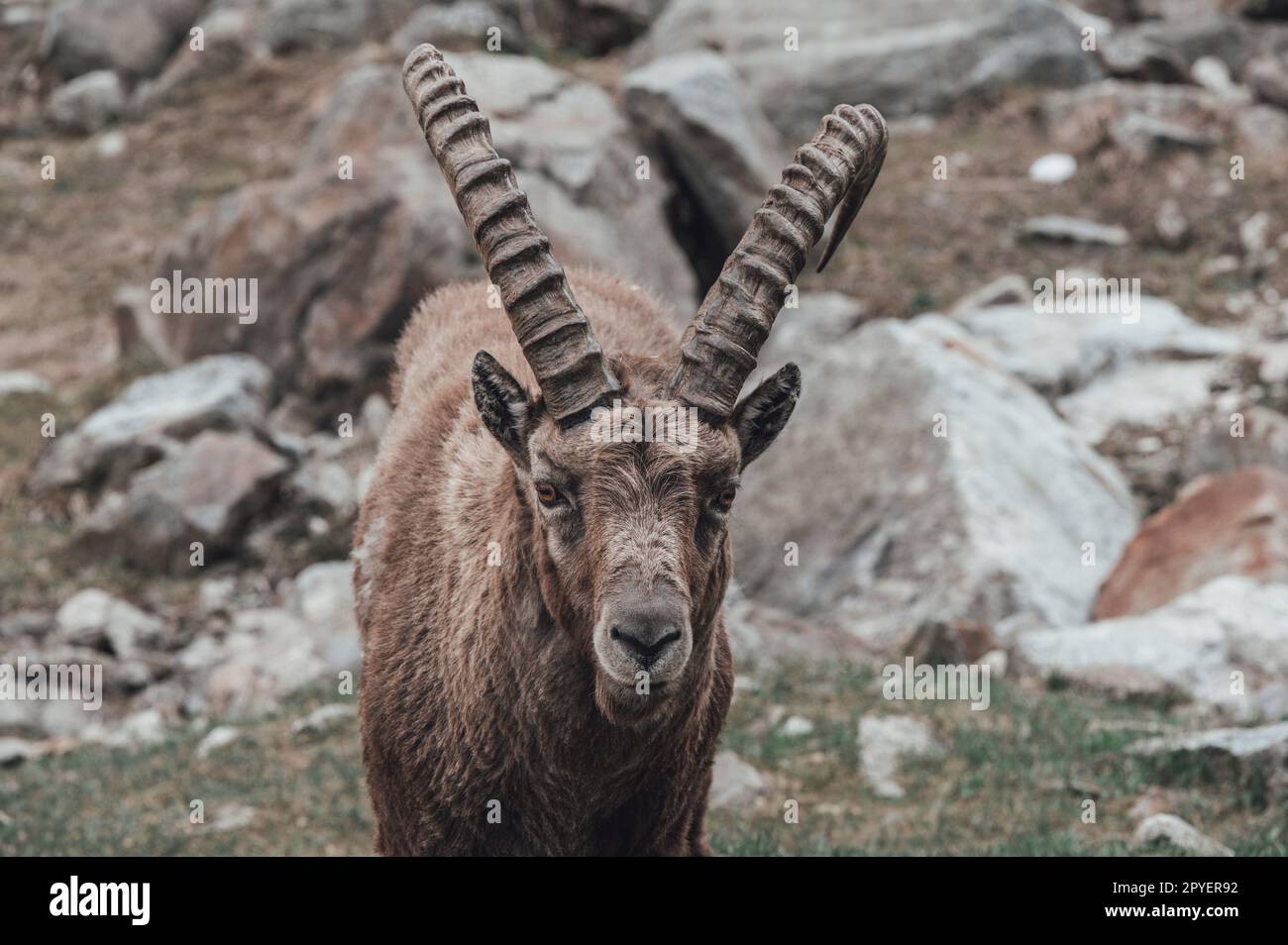 Herde von Ibexen im oberen Gesso-Tal, Cuneo (Piemont, Italien) Stockfoto