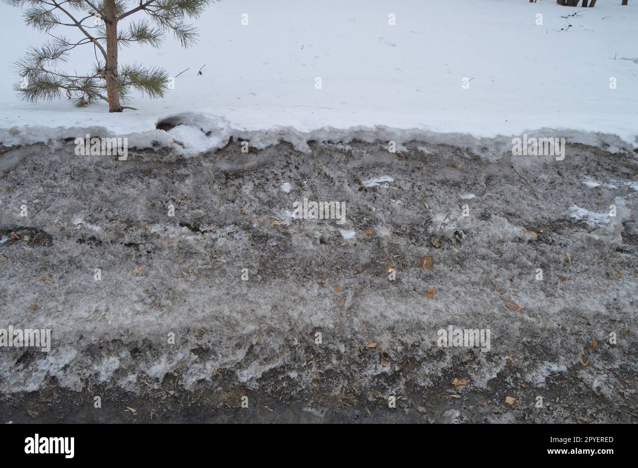 Dirty lose Feder Schnee, weißer Schnee schmilzt, Frühling Hintergrund Stockfoto