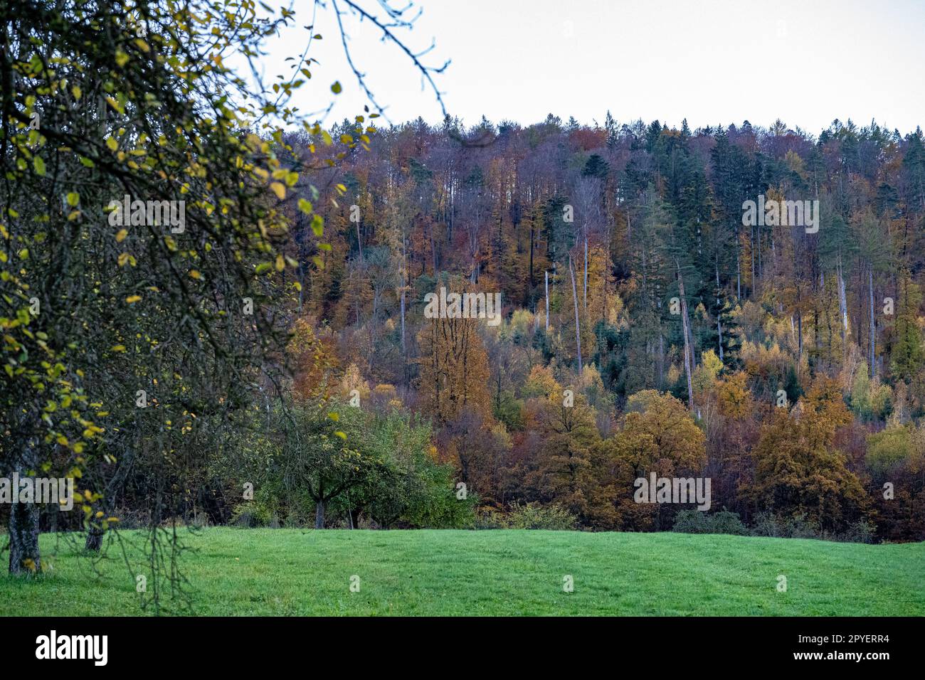 Grüne Wiese in der Nähe des bunten Waldes und grauen Himmels Stockfoto