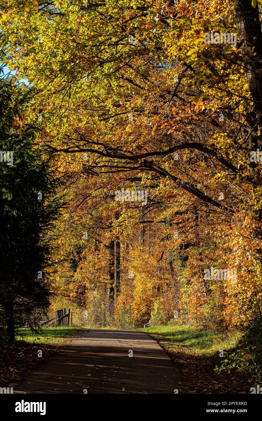 Waldweg entlang des farbenfrohen Herbstwaldes Stockfoto