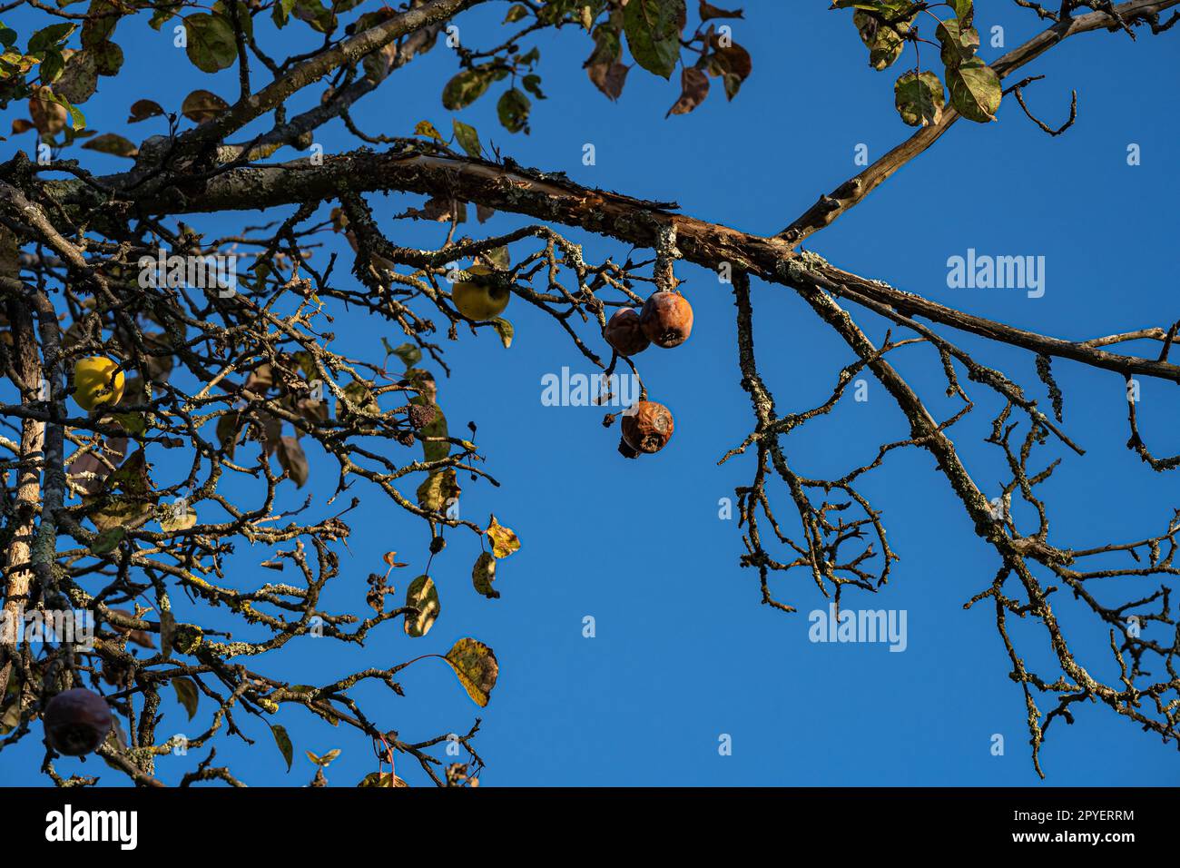 Faule braune Äpfel auf einem sterbenden Apfelbaum Stockfoto