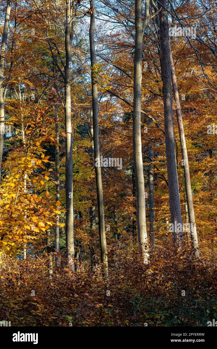Der farbenfrohe Herbstwald mit goldgelben Blättern Stockfoto
