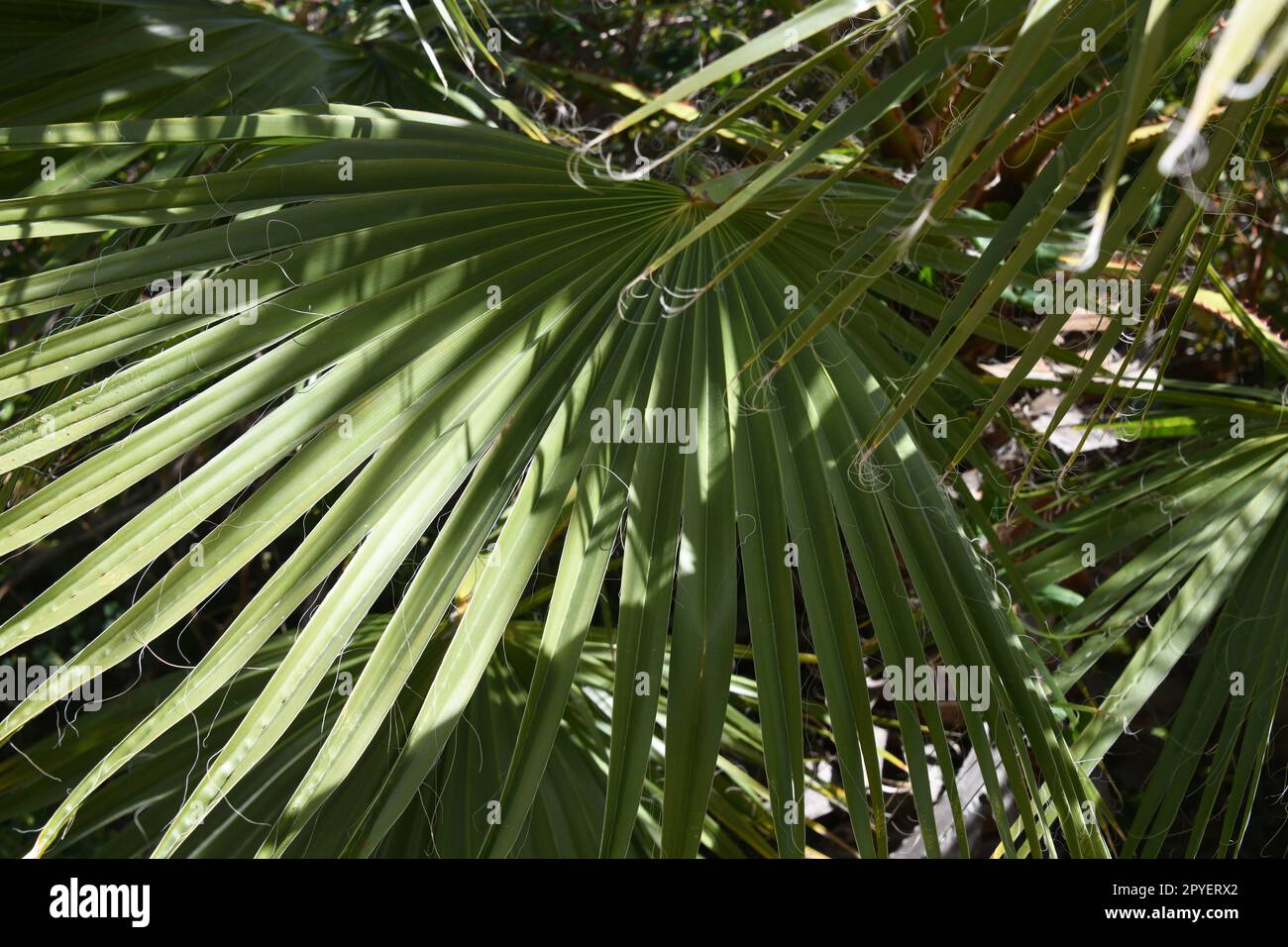Grüne Palmenblätter in der Provinz Alicante, Costa Blanca, Spanien Stockfoto