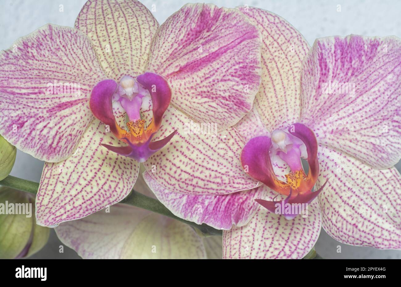 Nahaufnahme des Phalaenopsis Yu-Pin Feuerwerks Big-Lip Moth Orchidee. Stockfoto