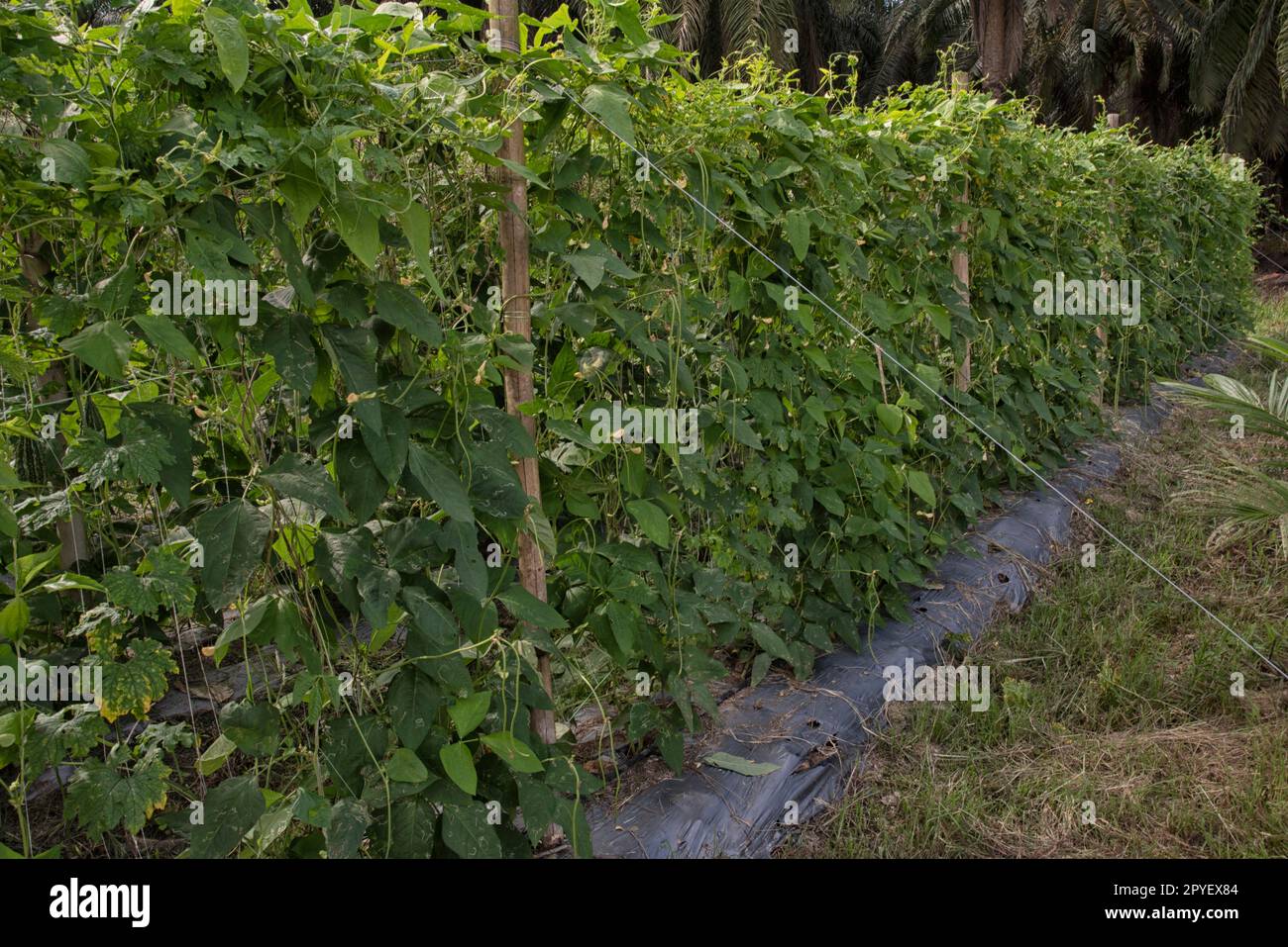 Grüner Spargelbohnen-Gemüseanbau Stockfoto