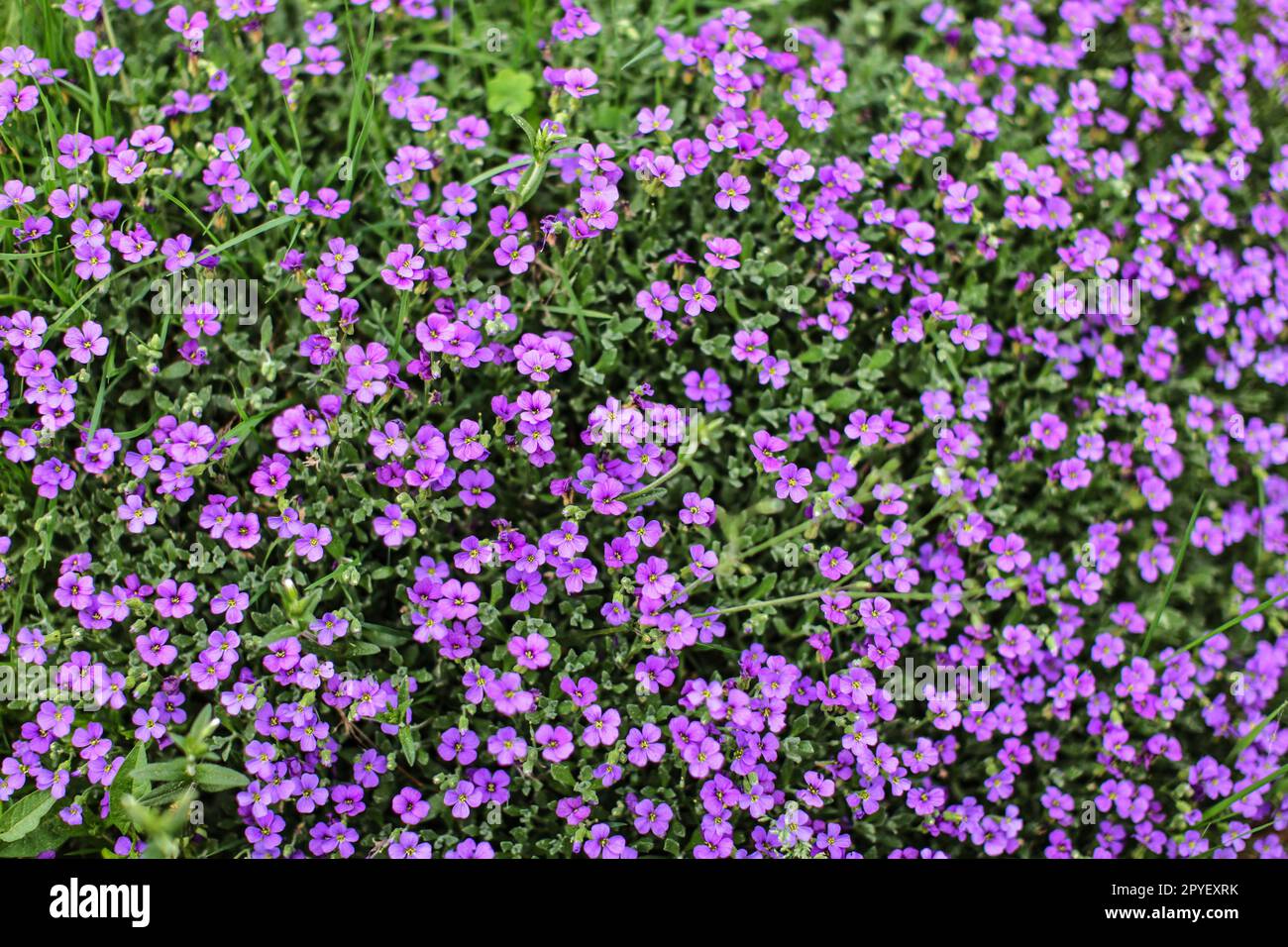 Draufsicht auf Blumenbeet mit kleinen violetten Blüten. Frühling Hintergrund. Stockfoto