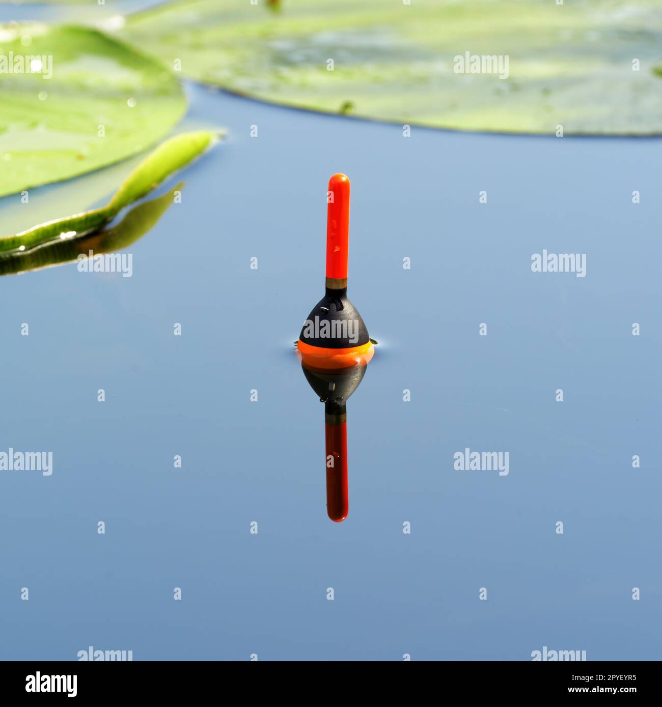 Fischfang treiben zwischen den Blättern von Seerosen. Angelangriff mit einem Bobber im Waldsee im Dnieper-Delta. Dnieper River, Region Kherson, U Stockfoto