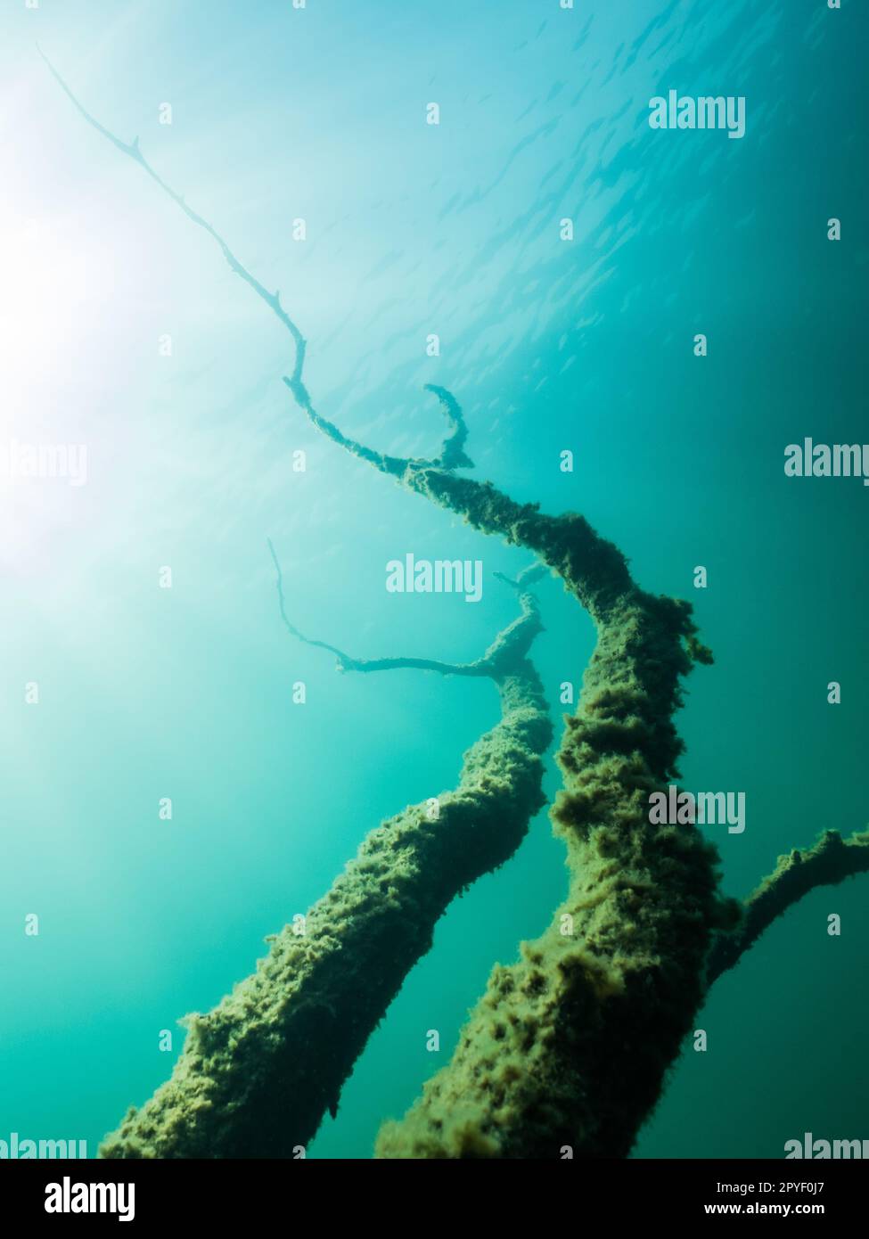 Unterwasserzweige, die in Richtung Wasseroberfläche reichen Stockfoto