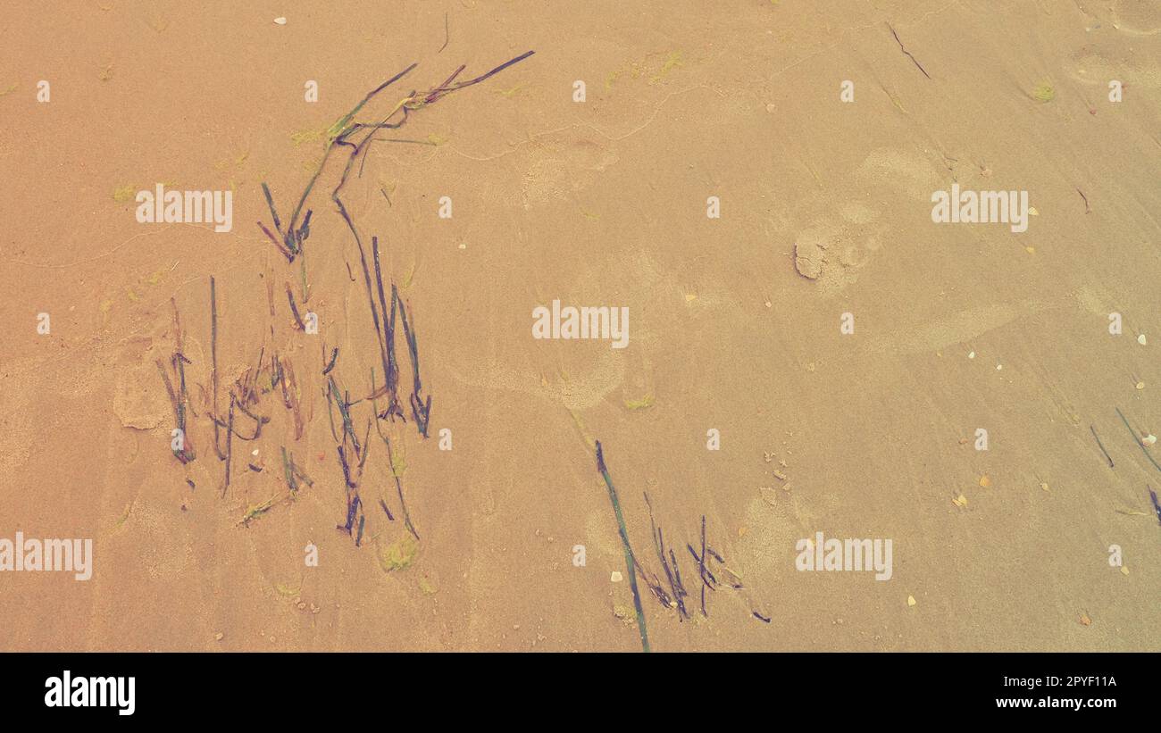 Hintergrund für Sand, Seetang und Muscheln. Menschliche Fußspuren. Strand nach starkem Regen. Natürliches braunes Material nach dem Sturm. Lange Algen werden vom Wasser aus dem Meer oder Ozean an die Küste geworfen. Laminaria Stockfoto