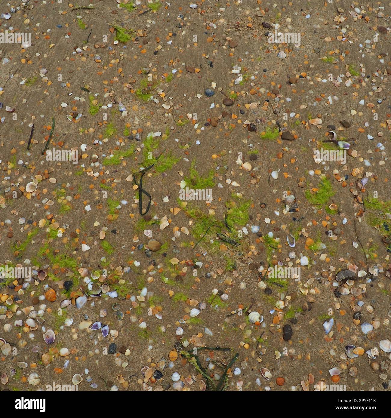 Hintergrund für Sand, Algen und Muscheln. Nasser grober Quarzsand. Strand nach starkem Regen. Naturbraunes Material nach einem Sturm. Lange grüne Algen werden vom Wasser aus dem Meer oder Ozean an die Küste geworfen. Stockfoto