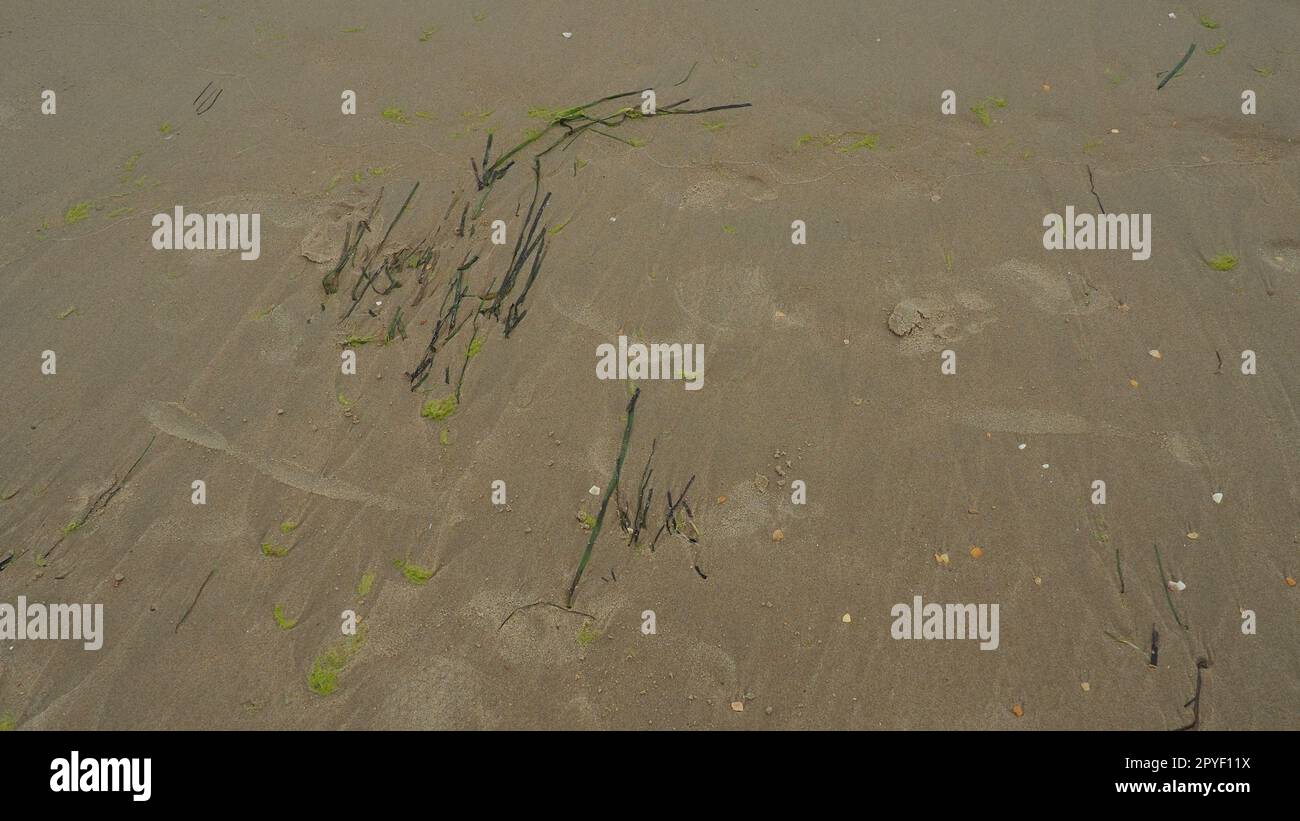 Hintergrund für Sand, Seetang und Muscheln. Menschliche Fußspuren. Strand nach starkem Regen. Natürliches braunes Material nach dem Sturm. Lange Algen werden vom Wasser aus dem Meer oder Ozean an die Küste geworfen. Laminaria Stockfoto