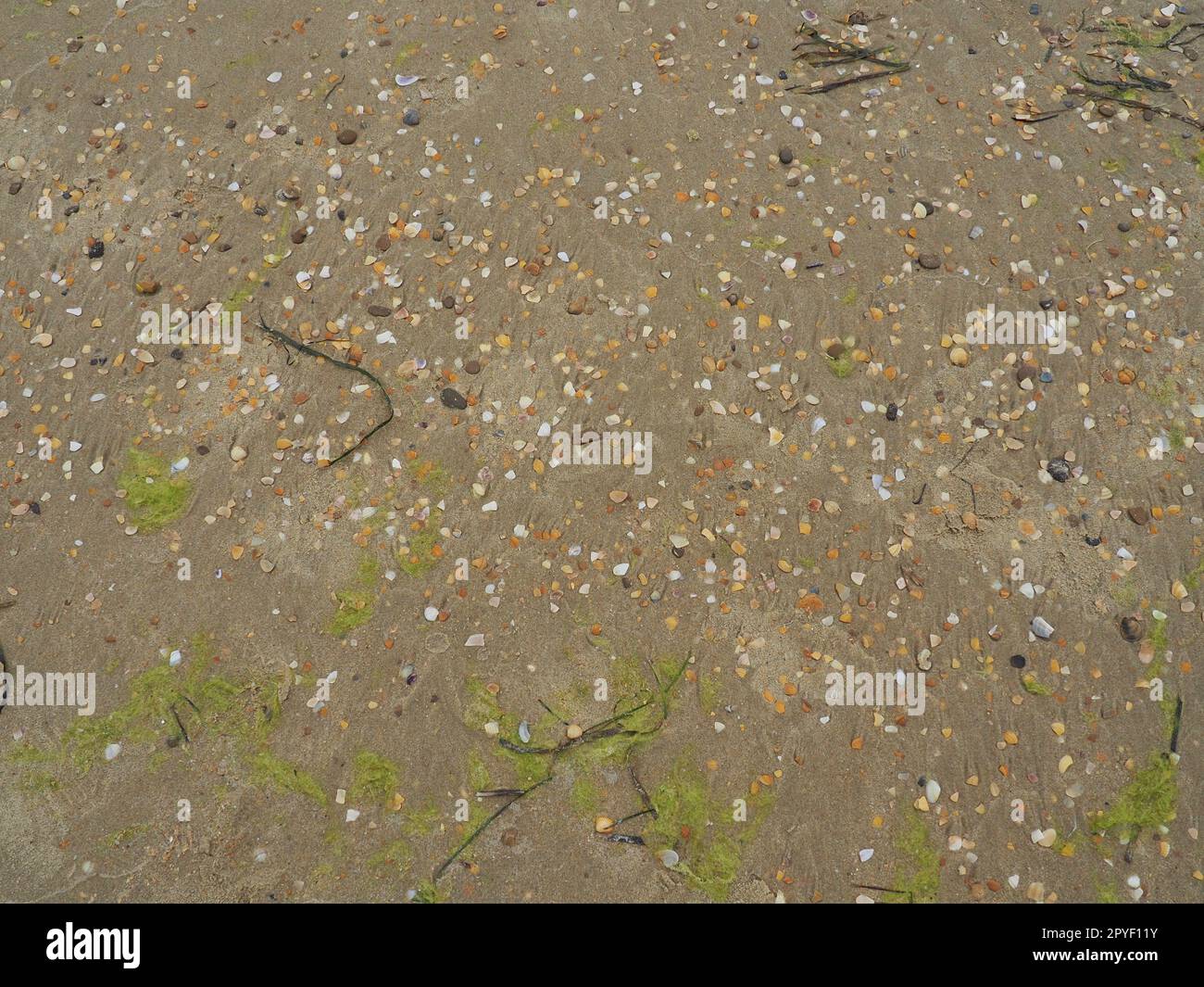 Hintergrund für Sand, Algen und Muscheln. Nasser grober Quarzsand. Strand nach starkem Regen. Naturbraunes Material nach einem Sturm. Lange grüne Algen werden vom Wasser aus dem Meer oder Ozean an die Küste geworfen. Stockfoto