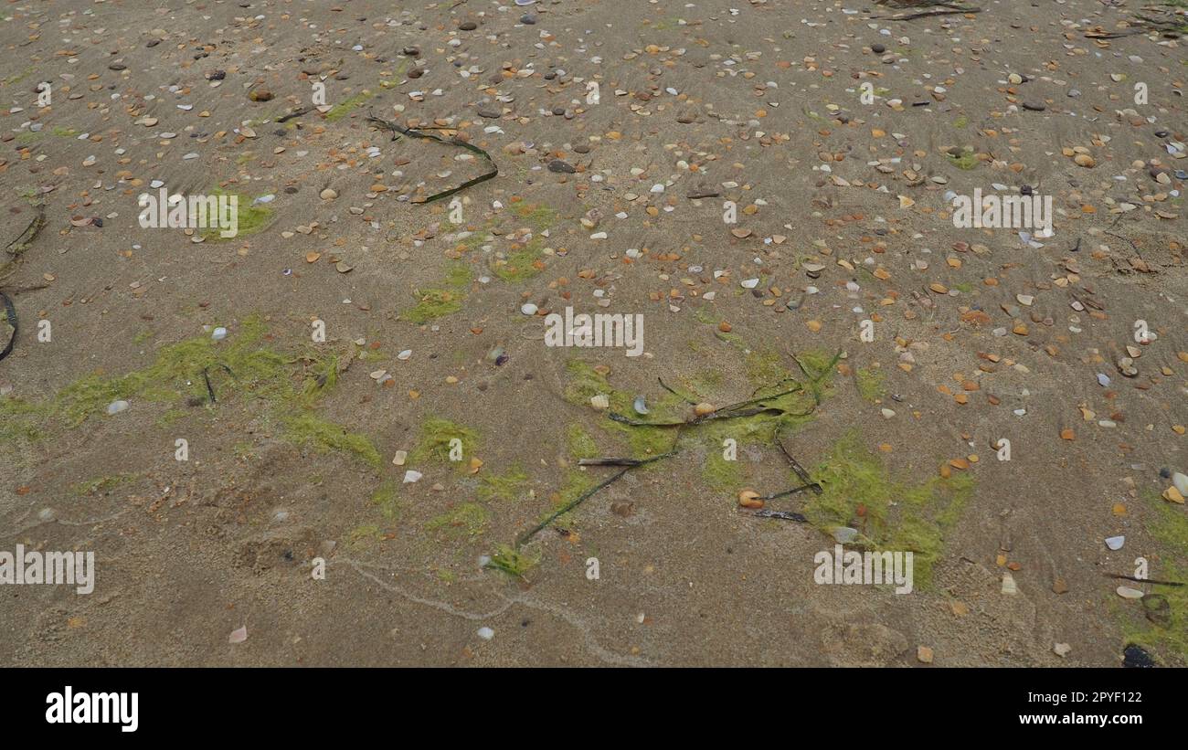 Hintergrund für Sand, Algen und Muscheln. Nasser grober Quarzsand. Strand nach starkem Regen. Naturbraunes Material nach einem Sturm. Lange grüne Algen werden vom Wasser aus dem Meer oder Ozean an die Küste geworfen. Stockfoto