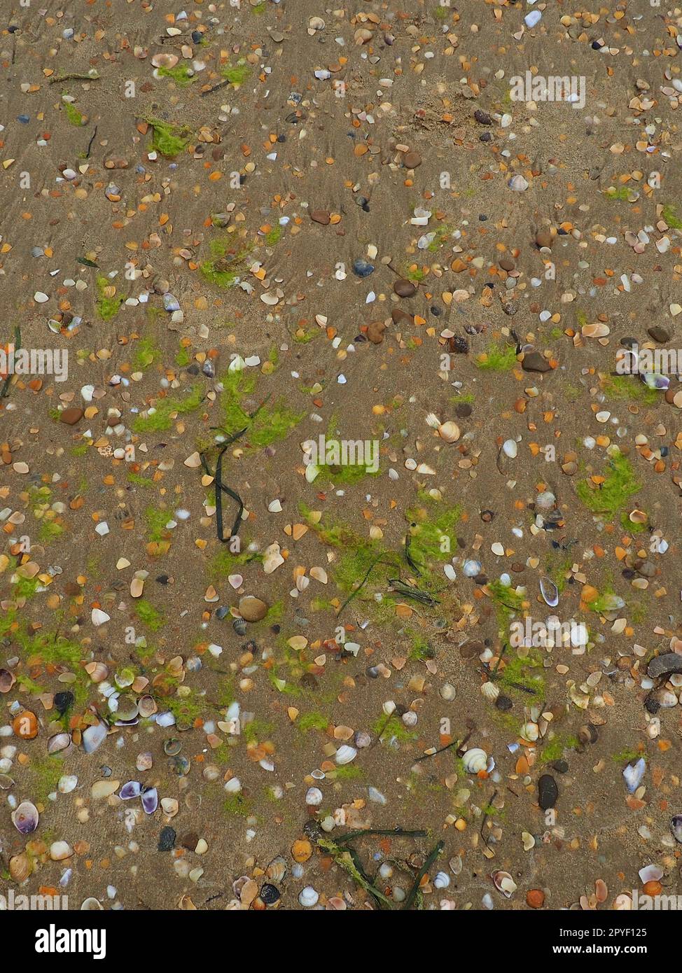 Hintergrund für Sand, Algen und Muscheln. Nasser grober Quarzsand. Strand nach starkem Regen. Naturbraunes Material nach einem Sturm. Lange grüne Algen werden vom Wasser aus dem Meer oder Ozean an die Küste geworfen. Stockfoto