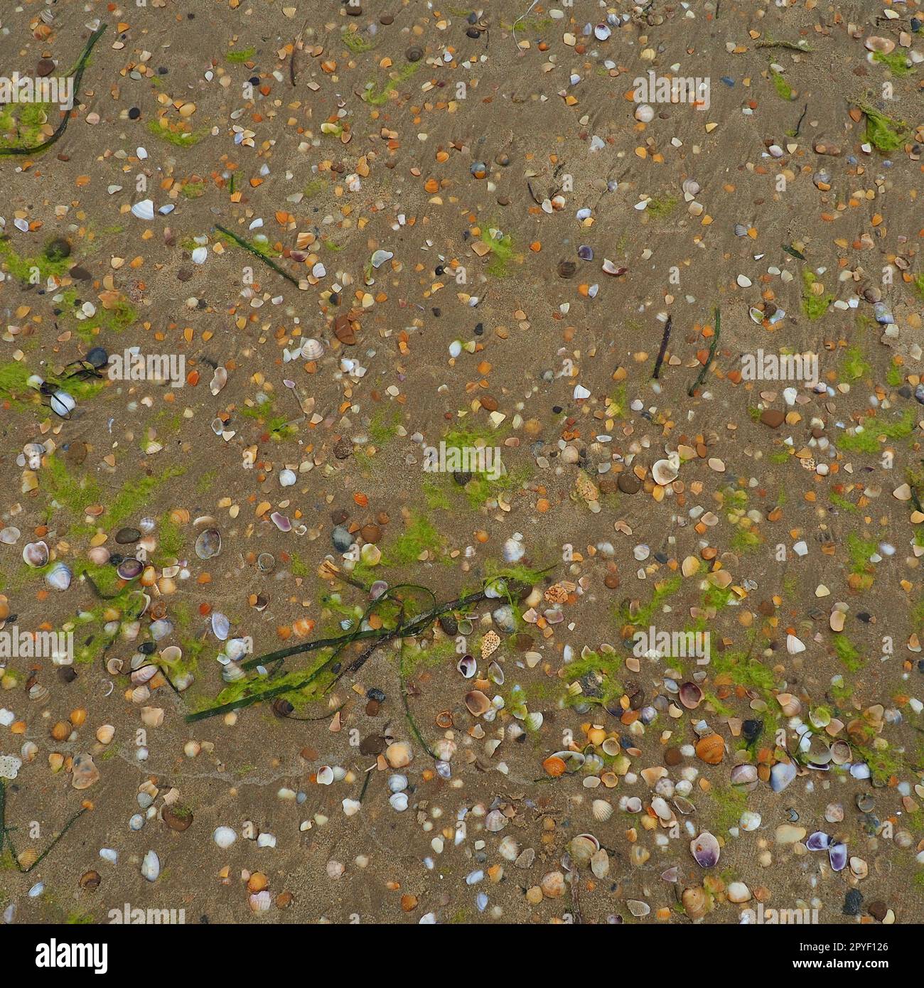 Hintergrund für Sand, Algen und Muscheln. Nasser grober Quarzsand. Strand nach starkem Regen. Naturbraunes Material nach einem Sturm. Lange grüne Algen werden vom Wasser aus dem Meer oder Ozean an die Küste geworfen. Stockfoto