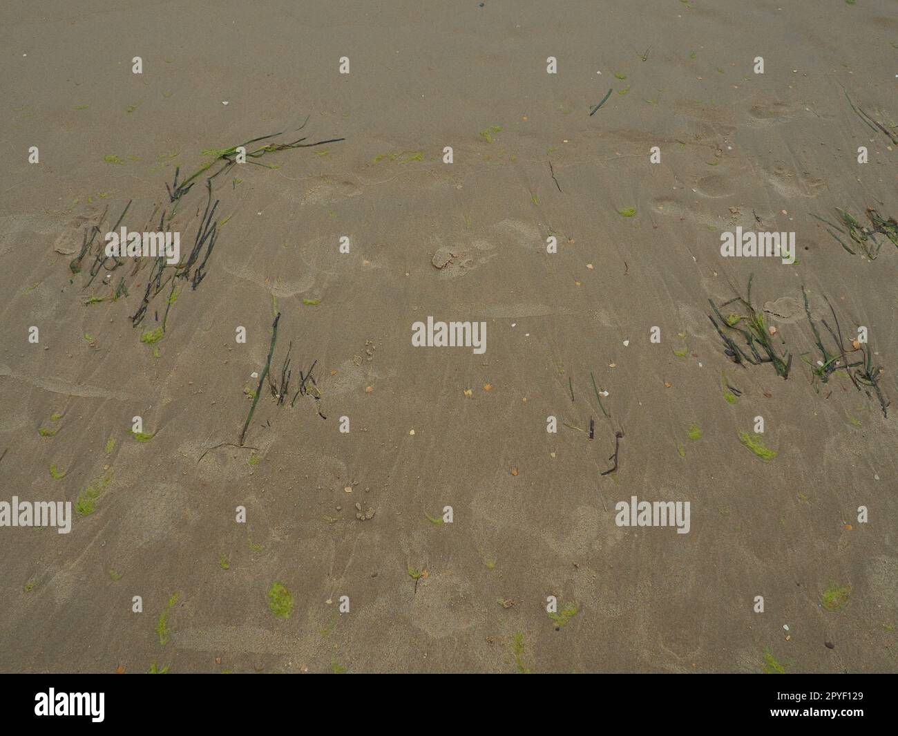 Hintergrund für Sand, Seetang und Muscheln. Menschliche Fußspuren. Strand nach starkem Regen. Natürliches braunes Material nach dem Sturm. Lange Algen werden vom Wasser aus dem Meer oder Ozean an die Küste geworfen. Laminaria Stockfoto