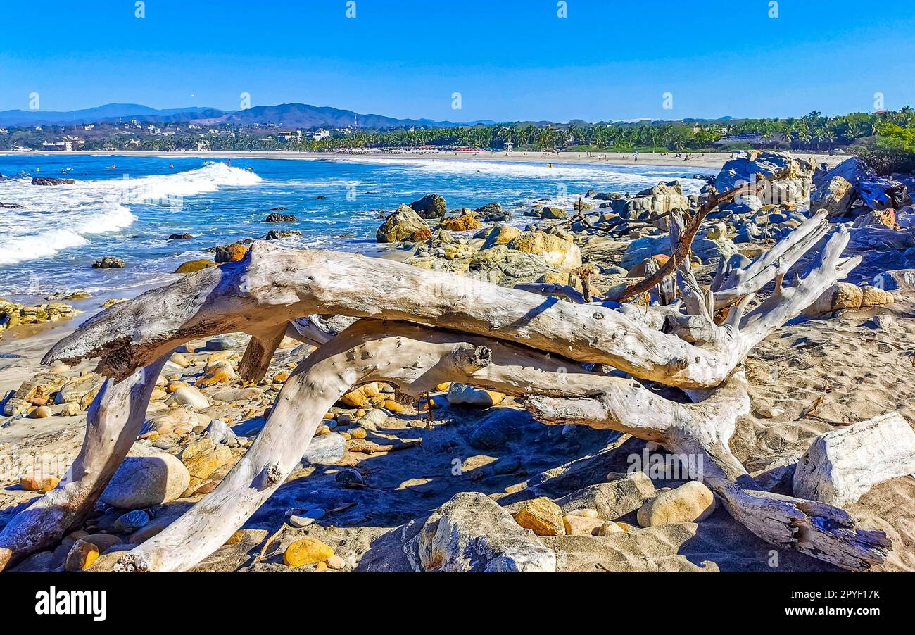 Wunderschöner pazifik Strand mit angespültem Baumstamm Holz Mexiko. Stockfoto