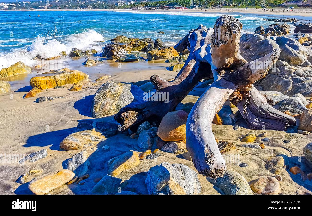 Wunderschöner pazifik Strand mit angespültem Baumstamm Holz Mexiko. Stockfoto