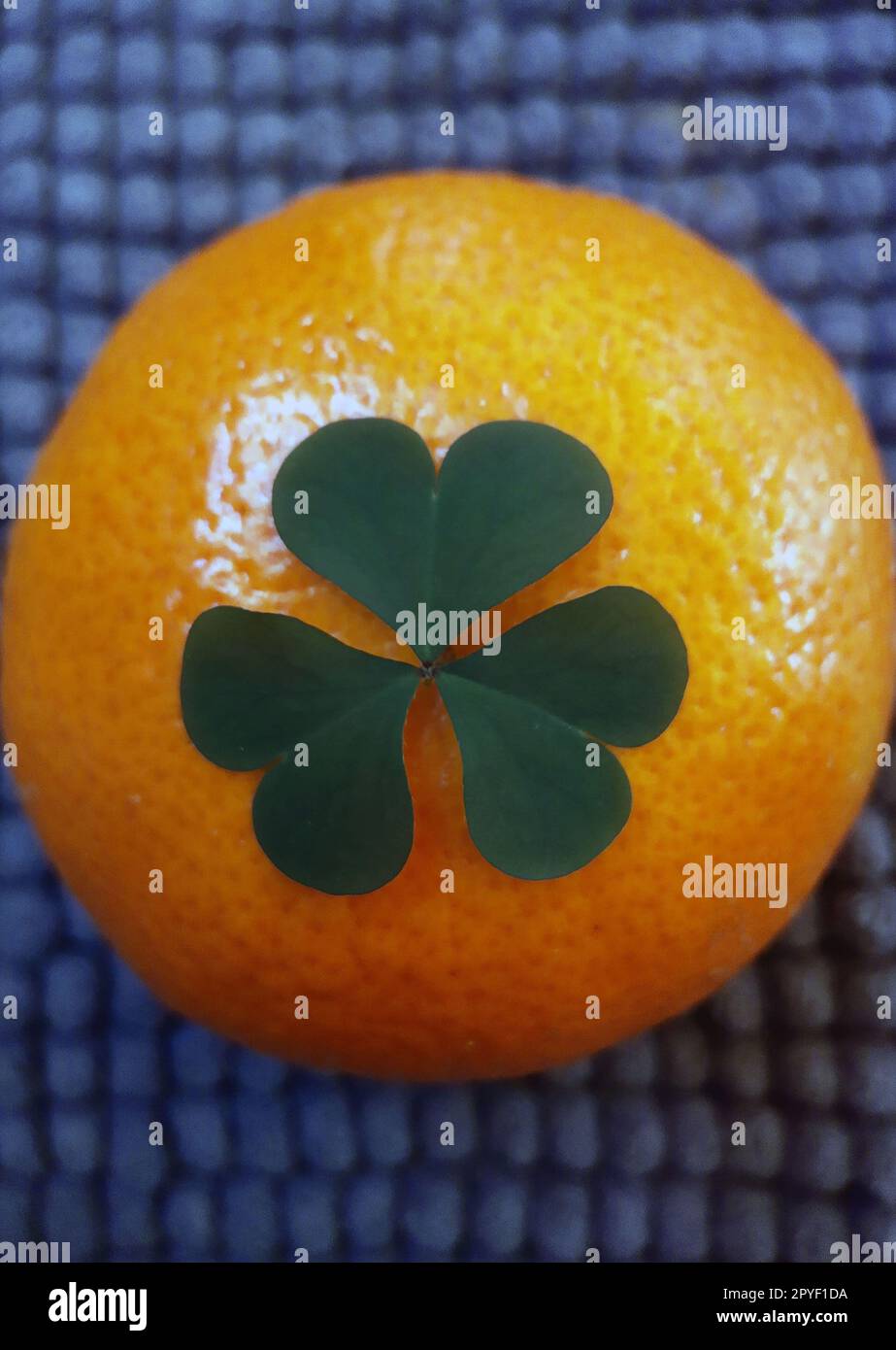 Grünes Klee auf Mandarine Nahaufnahme Stockfoto