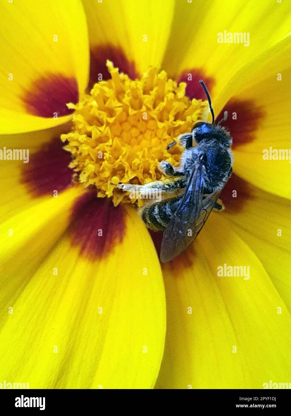 Eine Biene sammelt Pollen auf einer gelben Blume Stockfoto