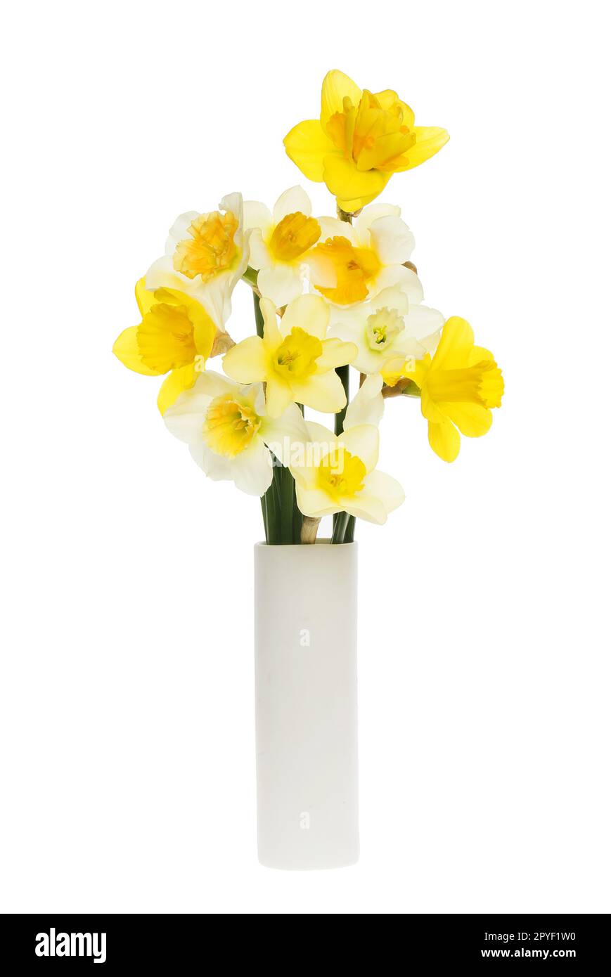 Auswahl verschiedener Narzissenblüten in einer gegen Weiß isolierten Vase Stockfoto